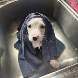 Opossum - Merle male Goldendoodle puppy in Waynesboro, Virginia from Forest Creek Kennel