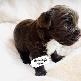 Yorkshire Terrier Puppies from Hummingbird Farm & Gardens