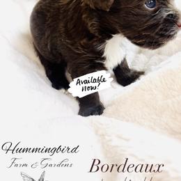 Yorkshire Terrier Puppies from Hummingbird Farm & Gardens