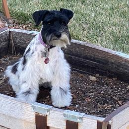 Lucy - Miniature Schnauzer
