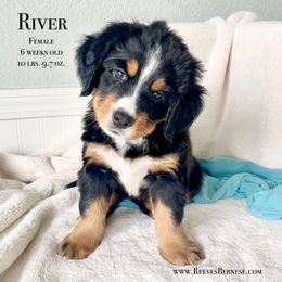 Girl 6 - Black rust and white Bernese Mountain Dog puppy in Lehi, Utah from Reeves Bernese