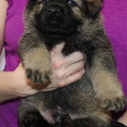 German Shepherd Puppies from Aus der Asche