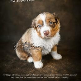 Kona - Red merle male Miniature Australian Shepherd puppy in Mechanicsburg, Pennsylvania from TJ's Aussies