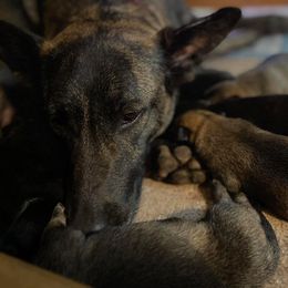 Belgian Malinois and xDutch Shepherd Puppies from Ruach Kaizen Malinois