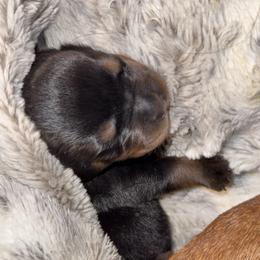 YELLOW FEMALE - Black and mahogany female Rottweiler puppy in Rossville, Kansas from Cross Creek Rottweilers