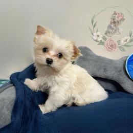 Sweet, Small Blonde Parti Golddust Male - Parti male Yorkshire Terrier puppy in Benson, Arizona from Happy Tails Yorkies