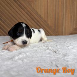 Orange boy - Tri-color male Bernedoodle puppy in Modesto, California from Two Doods Doodles