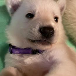 Boy 3 - White male German Shepherd puppy in Santa Rosa Valley, California from Diamond White German Shepherds