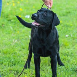 Labrador Retriever All Grown Up from Royal Ridge Labs