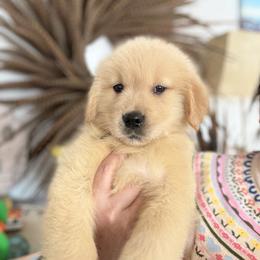 Blue boy - Golden male Golden Retriever puppy in Garrison, Montana from Mattiaci Goldens