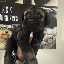 Gray Male - Pepper and salt male Giant Schnauzer puppy in Pearland, Texas from K & S Schnauzers