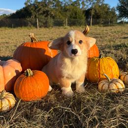 Victoria (financing available) - Red female Pembroke Welsh Corgi puppy in Inverness, Florida from Canaan Farm Corgis
