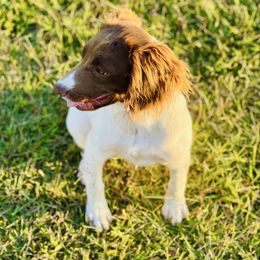 Rita - English Springer Spaniel