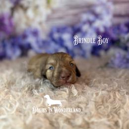 Brindle Boy - Cream male Dachshund puppy in Rainier, Oregon from Doxies in Wonderland