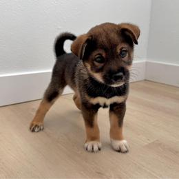 Shiro - Sesame male Shiba Inu puppy in Houston, Texas from Sakura Blossom Shibas