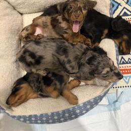 Dachshund Puppies from Birkin’ Paws