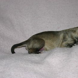 Silken Windhound Puppies from Allagante Silkens
