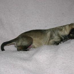 Silken Windhound Puppies from Allagante Silkens