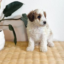Sky - Parti male Goldendoodle puppy in Livermore, Colorado from Heritage Hills Family Doodles