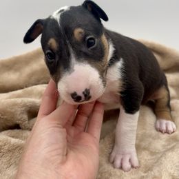 Zing - Black tan and white male Bull Terrier puppy in Sprauge, Washington from Mark My Words Bull Terriers