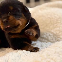 Gray - Black and mahogany female Rottweiler puppy in Kissimmee, Florida from Macht Haus Rottweilers