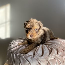 Bernedoodle, Cavapoo, and Goldendoodle Puppies from Doodle Amore