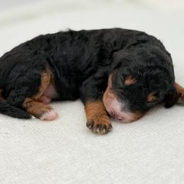 Boy 3 - Phantom male Bernedoodle puppy in Bellville, Ohio from Bernedoodle Buddies