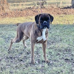 Journey - Boxer