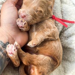 Miracle - Red  female Goldendoodle puppy in Waterford, California from Alvdoodles