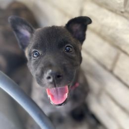 Female 1 -Miss Pink - Black brindle female Dutch Shepherd puppy in Raceland, Louisiana from Fontana Farm