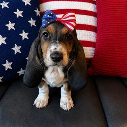 Wilma - Black brown and white female Basset Hound puppy in Maryland from Grind Stone Breeding Kennels