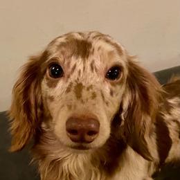 Ripley - Dachshund