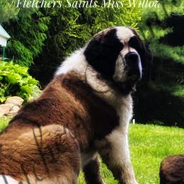 Willow - Saint Bernard