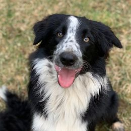 Border Collies from Hart Farm Border Collies
