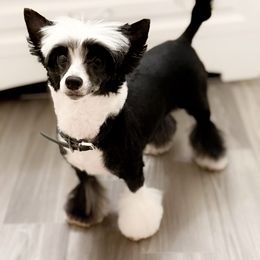 Fancy - Chinese Crested