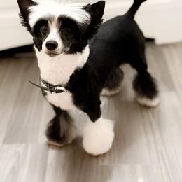 Fancy - Chinese Crested