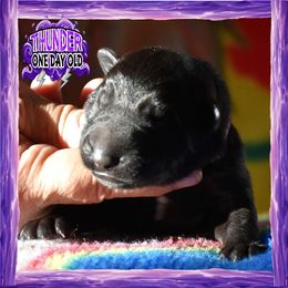 THUNDER - Black male German Shepherd puppy in Murrieta, California from Diamond Oaks German Shepherds