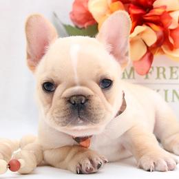 Flag - Cream male French Bulldog puppy in West Plains, Missouri from Must Be Frenchies & Crown Of Curls Bolonka