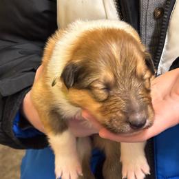Denver - Sable and white male Collie puppy in Norris City, Illinois from Hoskins Collies