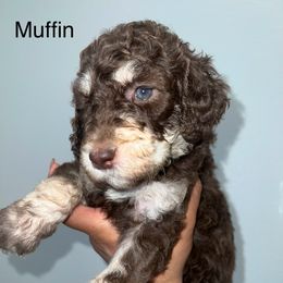 Muffin - Poodle puppy from Garden Of Poodles