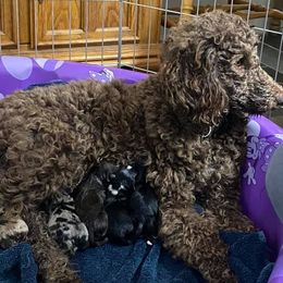 Aussiedoodles and Miniature Australian Shepherds from 5 B Ranch