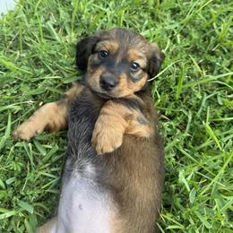 Dachshund Puppies from Cajun Coast Dachshunds