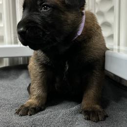 Purple - Fawn sable female Belgian Malinois puppy in Ellerbe, North Carolina from Grand Prix Kennel