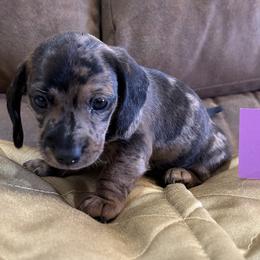 Poppy - Dapple female Dachshund puppy in Crawford, Colorado from Spotted Doxie Ranch