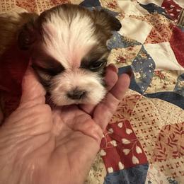 Shih Tzu Puppies from Kathy Diego's Shih Tzus