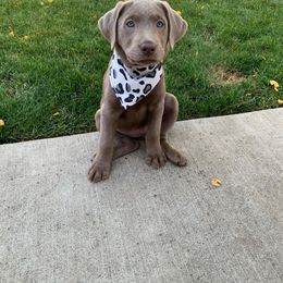 Dilute Retriever Puppies from Silver Bullet Labradors