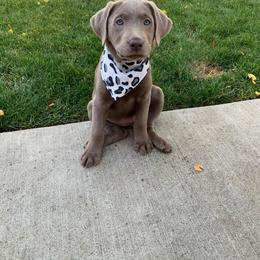 Dilute Retriever Puppies from Silver Bullet Labradors