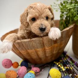 Blue collar male - Apricot male Havapoo puppy in Marshallville, Ohio from Grassy Meadow Pups