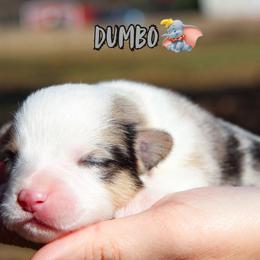 Dumbo - Blue merle and white male American Corgi puppy in Star City, Arkansas from T4 Farms