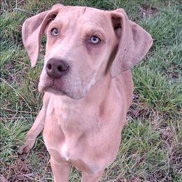 Lilac Fawn Merle Female 2 - Merle female Great Dane puppy in Cunningham, Kansas from Garden Grove Great Danes